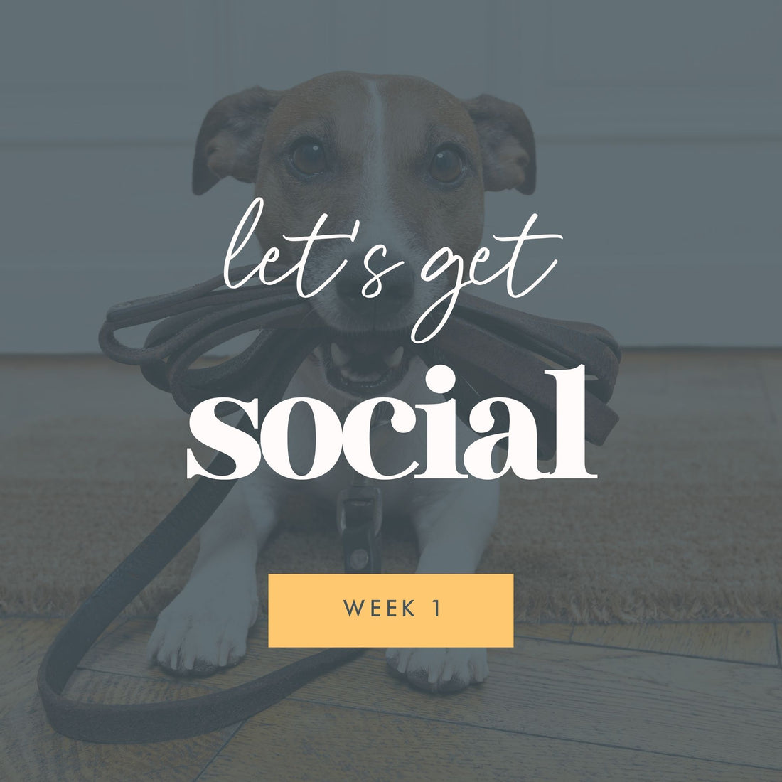 Week 1: Socialisation