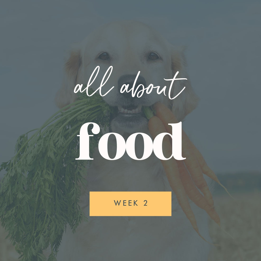 Week 2: Dog Nutrition