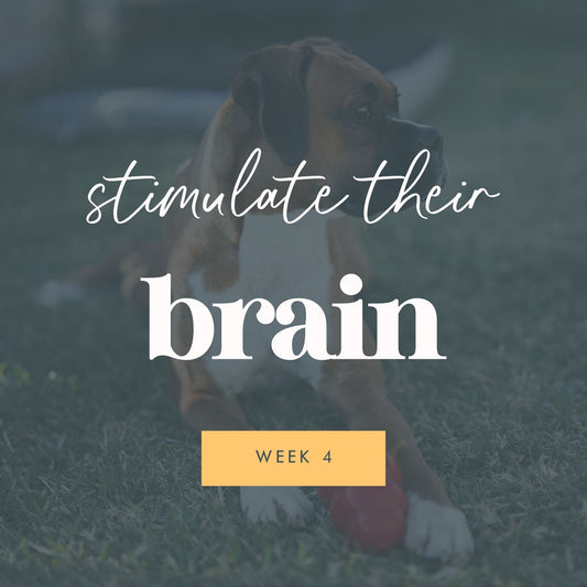 Week 4 - Mental Stimulation