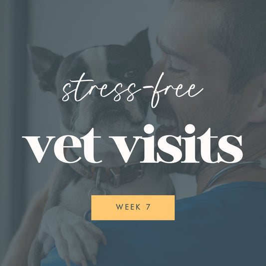 Week 7: Stress-Free Vet Visits