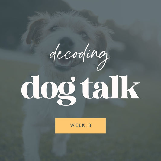 Week 8: Understanding Dog Body Language