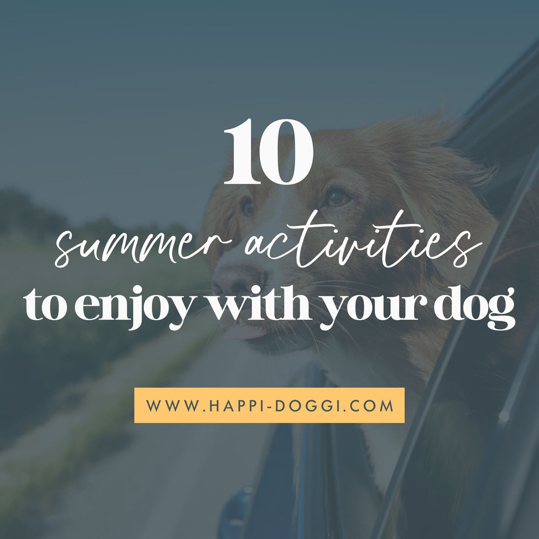 10 Summer Activities To Enjoy With Your Dog