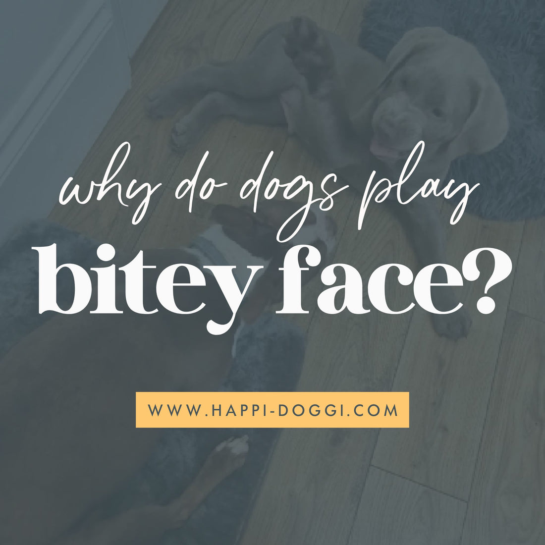 Why Do Dogs Play 'Bitey Face'?