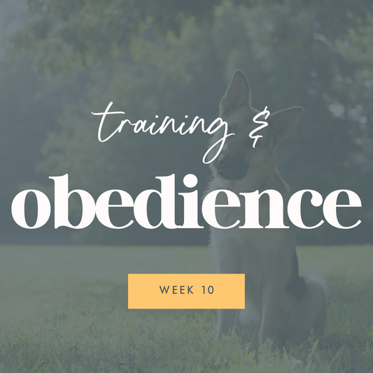 Week 10: Dog Training & Obedience